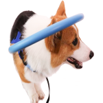 Harnais de protection pour chien aveugle – Guide et sécurité