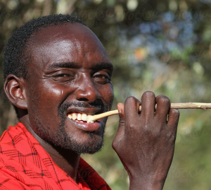 Bâtonnets Miswak naturels Salvadora Persica 12 pièces