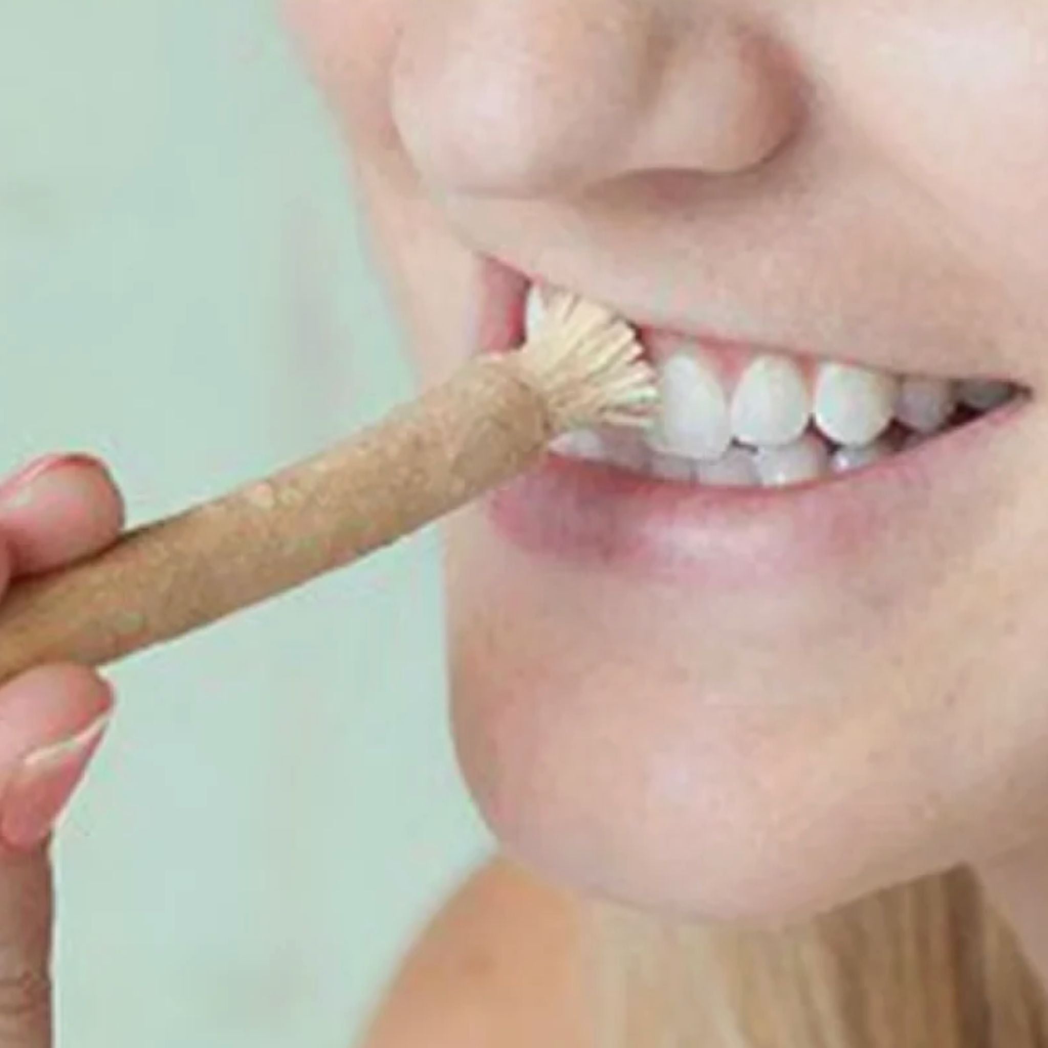Bâtonnets Miswak naturels Salvadora Persica 12 pièces – Image 2