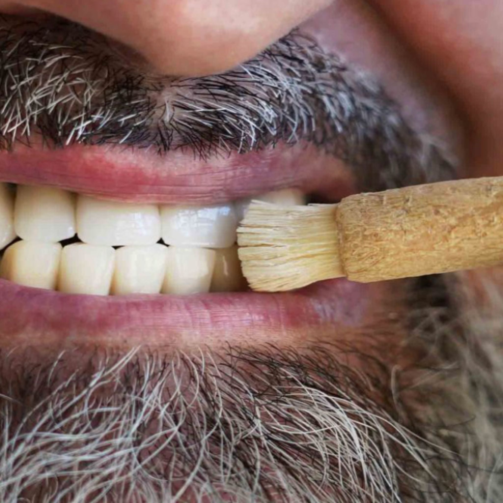 Bâtonnets Miswak naturels Salvadora Persica 12 pièces – Image 3