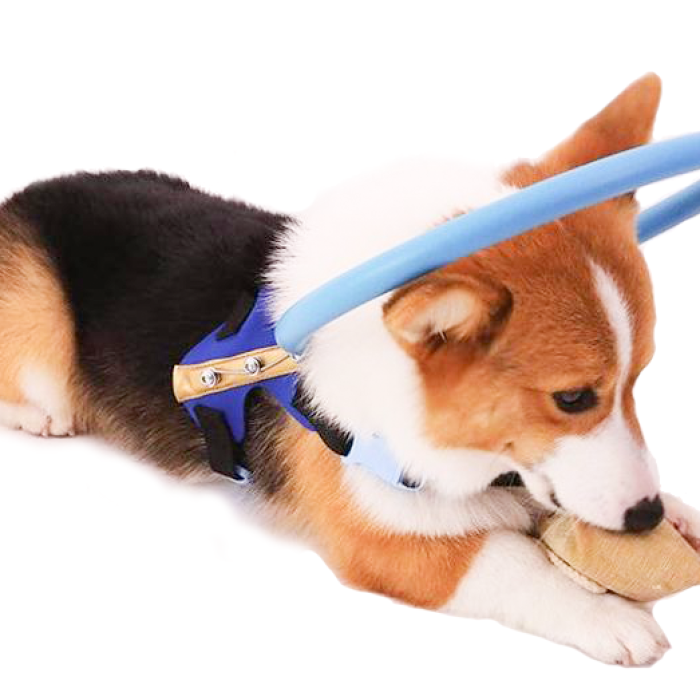 Bumper_Collar_Guide_For_Blind_Dogs_Harness_1_c33023c6-8fa7-43d9-8621-e5ff68721402