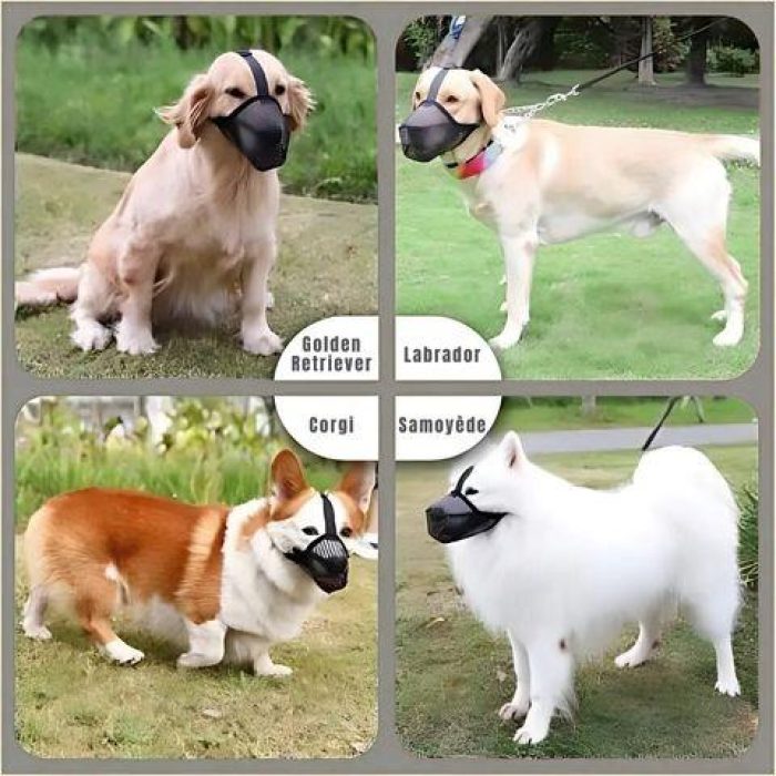 Museliere_Chien_-_Troylie_sur_4_chiens_differents (1)